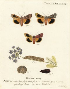 Breedgerande gele ondervleugel, Noctua fimbriata. Handgekleurde kopergravure door Johann Carl Bock naar Eugenius Johann Christoph Esper