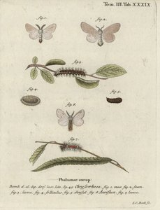 Bruinstaartmot, Euproctis chrysorrhoea door Johann Carl Bock