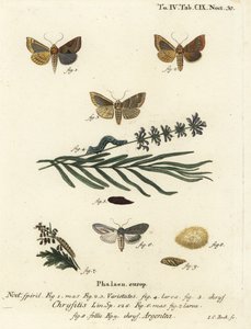 Gebronsde koperen mot, Diachrysia chrysitis 1-5, en groene zilvergespikkelde haai, Cucullia argentea 6-9. Handgekleurde kopergravure door Johann Carl Bock naar Eugenius Johann Christoph Esper