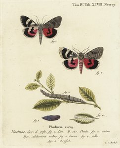 Catocala pacta mot. Handgekleurde kopergravure door Johann Carl Bock door Johann Carl Bock