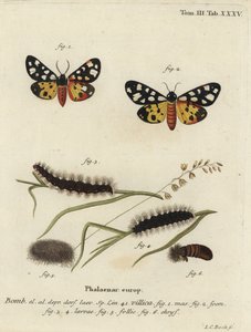 Cream-spot tijgermot, Epicallia villica