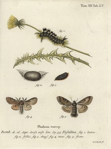 Donkere borstelmot, Dicallomera fascelina door Johann Carl Bock