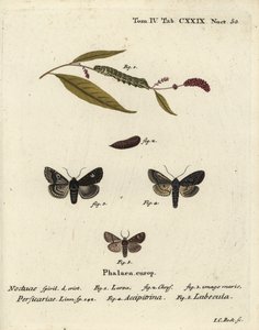 Dot, Melanchra persicariae 1-4, en Dryobota labecula 5. Handgekleurde kopergravure door Johann Carl Bock naar Eugenius Johann Christoph Esper