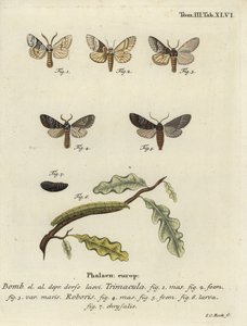 Drymonia dodonaea mot door Johann Carl Bock