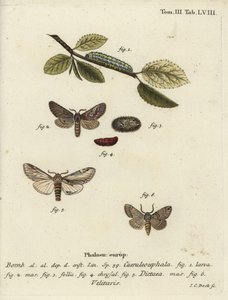 Figuur van acht, zwaluw prominent en Drymonia velitaris mot door Johann Carl Bock