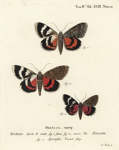 Franse rode ondervleugel, Catocala elocata 1,2, en donkere karmozijnrode ondervleugel variëteit, Catocala sponsa 3. Handgekleurde kopergravure door Johann Carl Bock