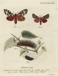 Tuiniertijgermot of grote tijgermot, Arctia caja
