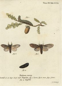 Grote prominente, Peridea anceps door Johann Carl Bock