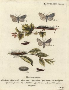 Grijze dolk, Acronicta psi 1-4, en donkere dolk, Acronicta tridens 5-8. Handgekleurde kopergravure door Johann Carl Bock naar Eugenius Johann Christoph Esper