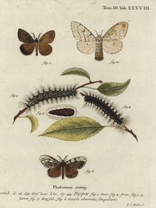Zigeunermot, Lymantria dispar