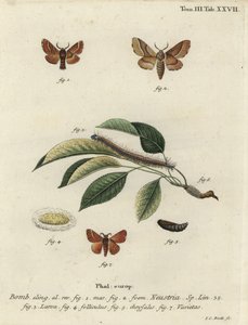 Lackey mot, Malacosoma neustria