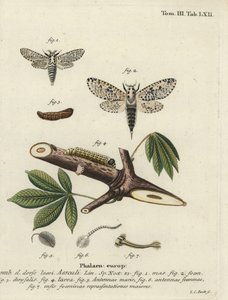 Luipaardmot, Zeuzera pyrina