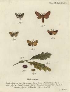 Malacosoma franconicum mot en festoen, Apoda limacodes door Johann Carl Bock