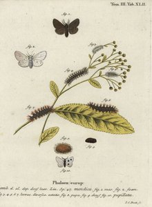 Muslin mot, Diaphora mendica