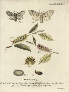 Bleke pluk, Calliteara pudibunda