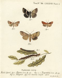 Passagiersmot, Dysgonia algira, dun-bar, Cosmia trapezina, dubbele pijl of waarzegger, Graphiphora augur, larven. Handgekleurde kopergravure door Johann Carl Bock naar Eugenius Johann Christoph Esper