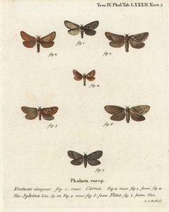 Pharmacis carna 2-4, oranje snelle, Triodia sylvina 5,6, en gouden snelle, Phymatopus hecta 7. Handgekleurde kopergravure door Johann Carl Bock door Johann Carl Bock