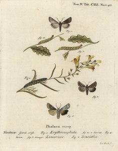 Roodkoperen kastanje, Conistra erythrocephala 1-4, vlasbekje, Calophasia lunula 5 en grijze schouderknoop, Lithophane ornitopus 6. Handgekleurde kopergravure door Johann Carl Bock naar Eugenius Johann Christoph Esper