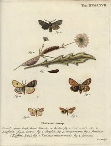 Roodlijnige quaker, bewolkte buffel en gefronste kastanje. door Johann Carl Bock