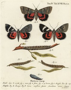 Rode ondervleugelmot, Catocala nupta. Handgekleurde kopergravure door Johann Carl Bock naar Eugenius Johann Christoph Esper
