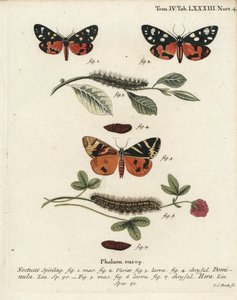 Scharlaken tijgermot, Callimorpha dominula 1-4, en Jersey tijgermot, Euplagia quadripunctaria 5-7. Handgekleurde kopergravure door Johann Carl Bock naar Eugenius Johann Christoph Esper