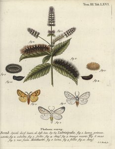 Witte hermelijn, Spilosoma lubricipeda door Johann Carl Bock