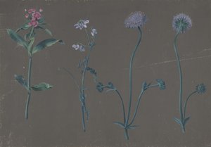 Studie van Drie Bloemen, 1781 door Johann Christian August Birnbaum