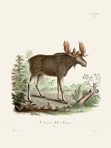 Moose door Johann Christian Daniel von Schreber. door Johann Christian Daniel Von Schreber