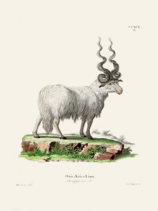 Ovis Aries door Johann Andreas Wagener en Johann Christian Daniel Von Schreber. door Johann Christian Daniel Von Schreber