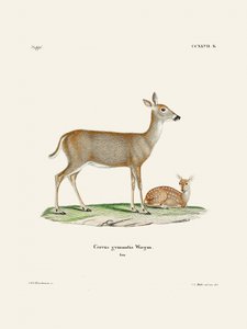 Virginian Deer (1778–1855) Door Johann Andreas Wagener en Johann Christian Daniel Von Schreber. door Johann Christian Daniel Von Schreber