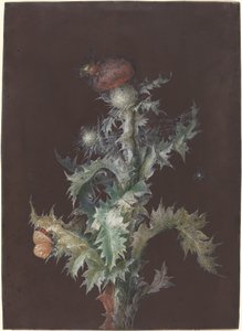 Distel met insecten, ca. 1755 door Johann Christoph Dietzsch