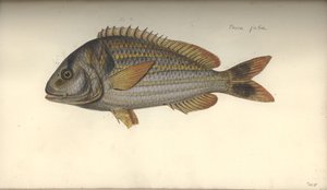Perca juba, voor 1792