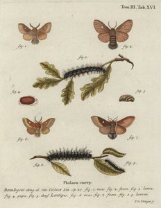 Oostelijke eikenbladroller, Eriogaster catax.