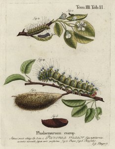 Keizersmot, Saturnia pavonia, larve, pop, chrysalis