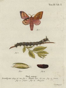 Odonestis pruni mot.