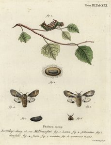 Tawny prominente mot, Harpyia milhauseri