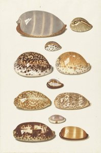 Elf grote en kleine tropische kaurie schelpen door Johann Gustav Hoch