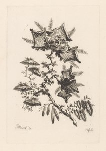 Bloemen in vliegervorm door Johann Heinrich  Hess