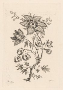 Stervormige bloemen