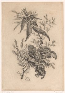 Wilde roosachtigen (Recueil De Nouvelles Fleurs De Goût; Pour la Manufacture des Etoffes de Perse) door Johann Heinrich  Hess