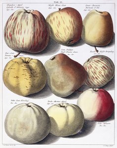 Verschillende appels, 1758 door Johann Hermann Knoop