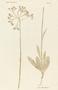 Hieracium Cymosum door Johann Hieronymus Kniphof