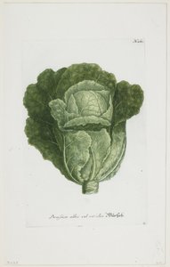 Brassica alba vel viridis, uit Phytanthoza Iconographia, 1735-45 door Johann Jakob Haid