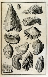 Versteende resten van schelpen vertegenwoordigen dieren vernietigd door de grote Bijbelse vloed door Johann Jakob Scheuchzer