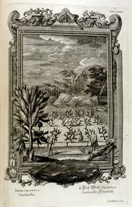 Cactussen kweken door Johann Jakob Scheuchzer