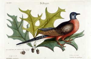 Migrerende duif, nu uitgestorven. Dierentuin, Seligman 1749 door Johann Michael Seligmann