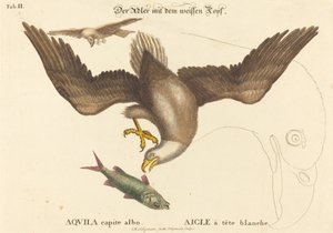 De Amerikaanse Zeearend (Falco leucocephalus) door Johann Michael Seligmann after Mark Catesby