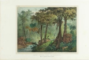 Oerwoud bij Manqueritipa. Uit Malerische Reise in Brasilien, 1835