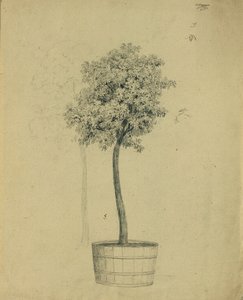 Studie van een boompje in een pot door Johann Peter Krafft