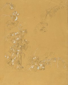 Wijnstok, studie voor "Hermann en Dorothea in de wijngaard" door Johann Peter Krafft